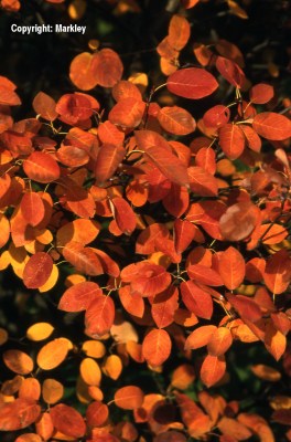 Amelanchier lamarckii